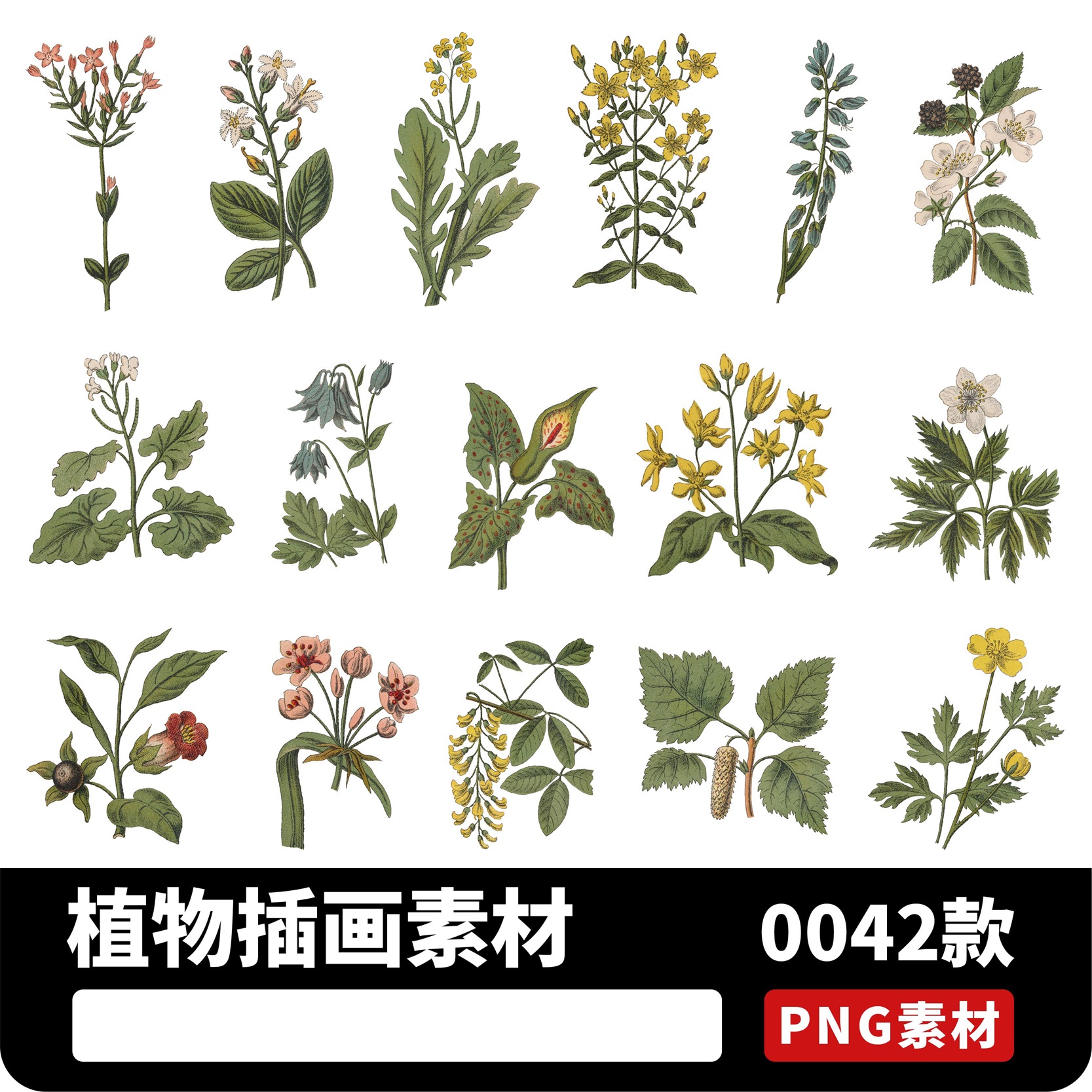 绿色草本植物花朵学卷复古植物手绘彩绘插图透明PNG图片设计素材